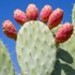 nopal-cactus-leaf